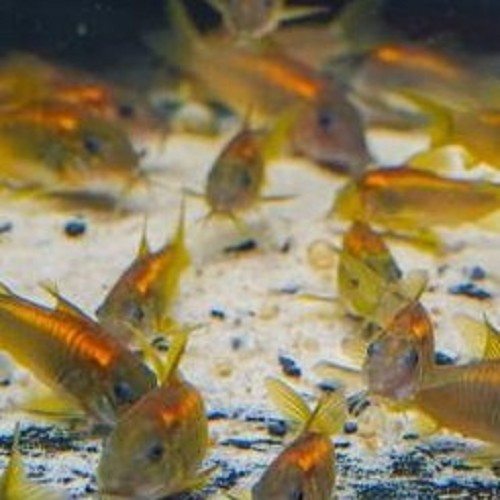 Corydoras barbatus - Banded corydoras ML